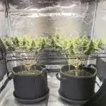 Rainbow Sherbet Indoor