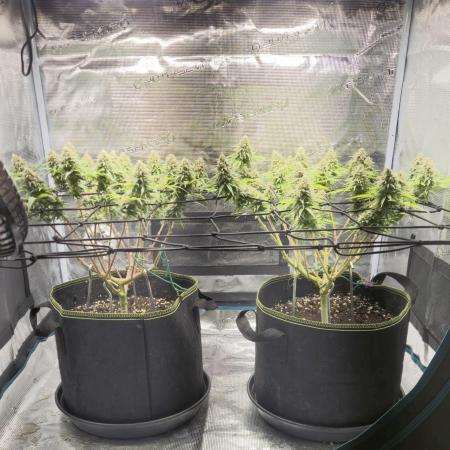 Rainbow Sherbet Indoor