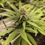 Rainbow Sherbet Indoor
