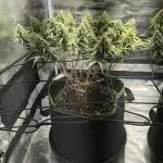 Rainbow Sherbet Indoor