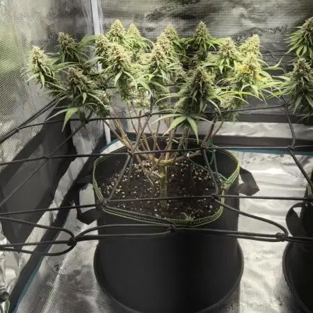Rainbow Sherbet Indoor