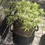 Rainbow Sherbet Indoor