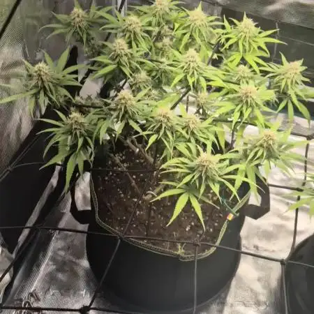 Rainbow Sherbet Indoor