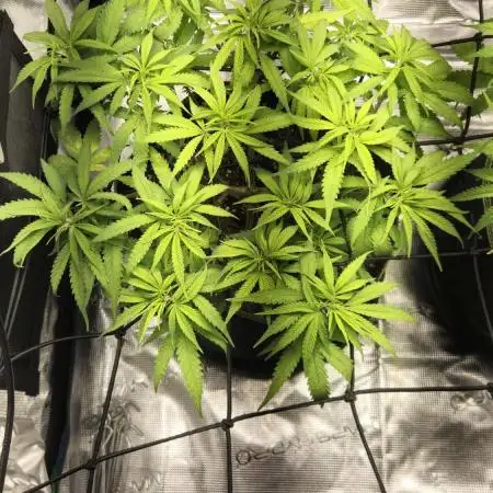 Rainbow Sherbet Indoor