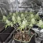 Rainbow Sherbet Indoor