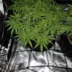 Rainbow Sherbet Indoor