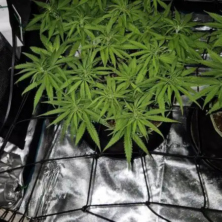 Rainbow Sherbet Indoor