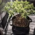 Rainbow Sherbet Indoor