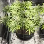 Rainbow Sherbet Indoor