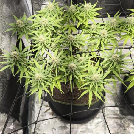 Rainbow Sherbet Indoor