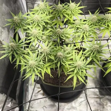 Rainbow Sherbet Indoor