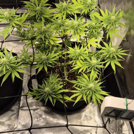 Rainbow Sherbet Indoor