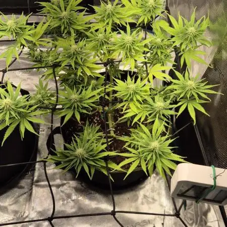 Rainbow Sherbet Indoor