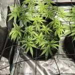 Rainbow Sherbet Indoor