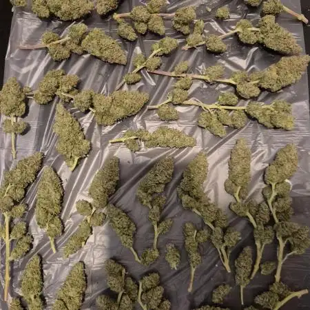 Rainbow Sherbet Indoor