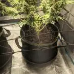 Rainbow Sherbet Indoor