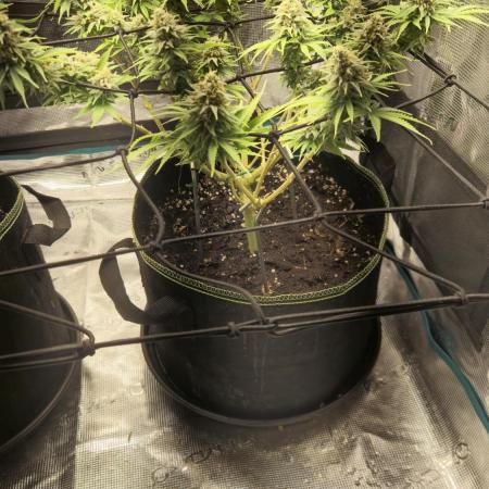 Rainbow Sherbet Indoor