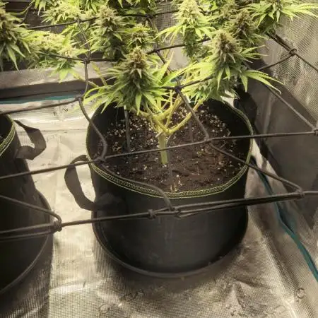 Rainbow Sherbet Indoor