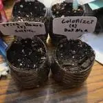 Blackjack's Mixed Grow