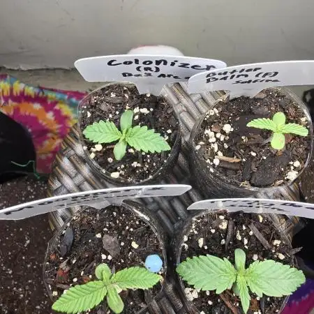 Blackjack's Mixed Grow