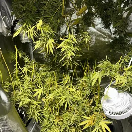 Purple Sunset Auto and Gelato HGCC