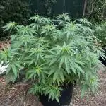Purple Sunset Auto and Gelato HGCC