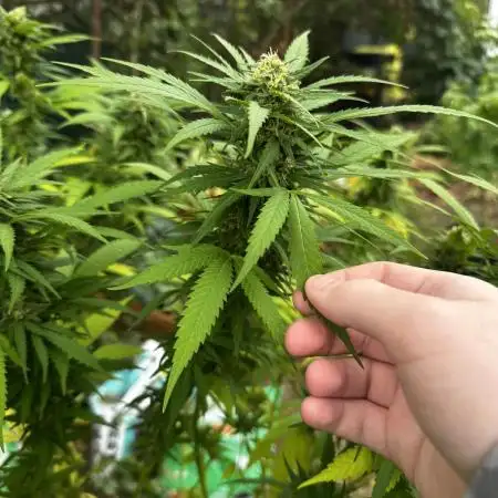 Purple Sunset Auto and Gelato HGCC