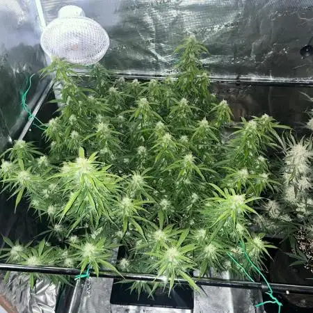 Glowberry Rush From Anesia Seeds