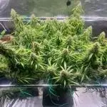 Glowberry Rush From Anesia Seeds