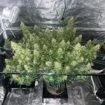 Glowberry Rush From Anesia Seeds