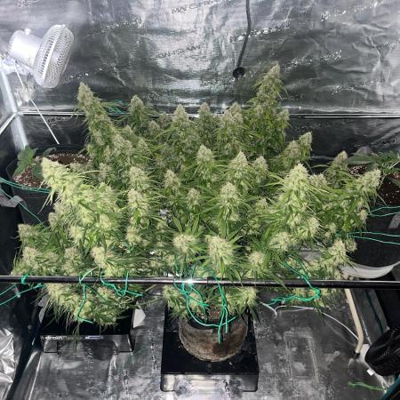 Glowberry Rush From Anesia Seeds