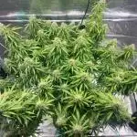 Glowberry Rush From Anesia Seeds