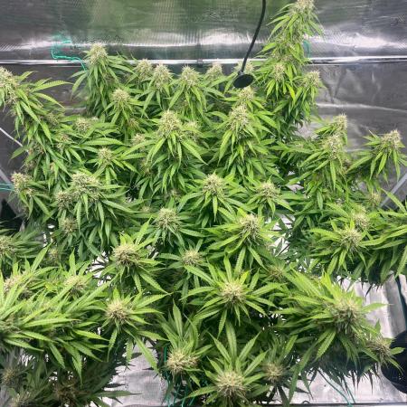 Glowberry Rush From Anesia Seeds