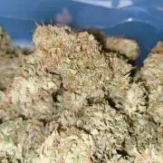 Glowberry Rush From Anesia Seeds