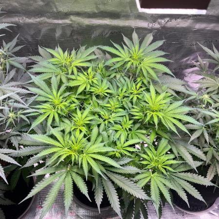 Glowberry Rush From Anesia Seeds