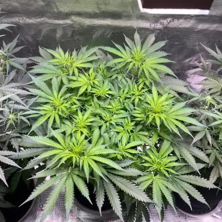 Glowberry Rush From Anesia Seeds