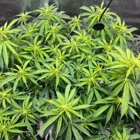 Glowberry Rush From Anesia Seeds