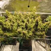 Glowberry Rush From Anesia Seeds