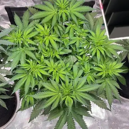 Glowberry Rush From Anesia Seeds
