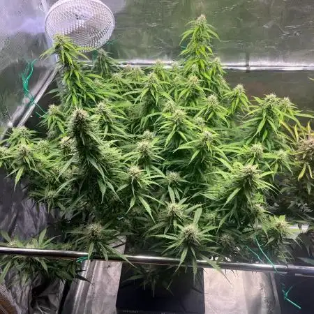 Glowberry Rush From Anesia Seeds