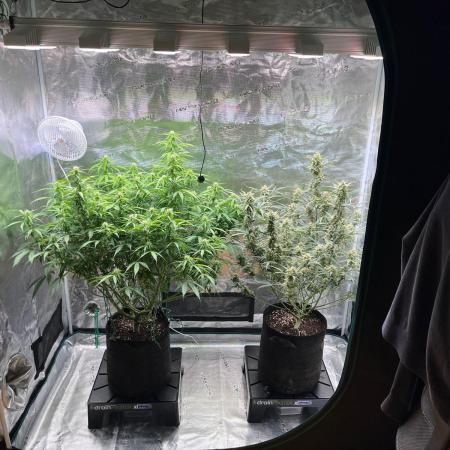 Glowberry Rush From Anesia Seeds
