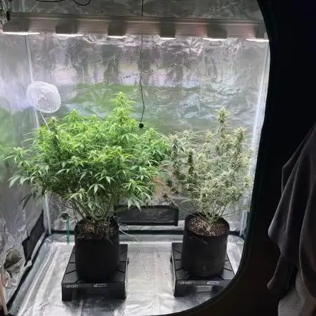 Glowberry Rush From Anesia Seeds