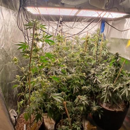 Babes 1st grow in 10 years