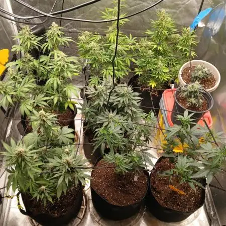 Babes 1st grow in 10 years