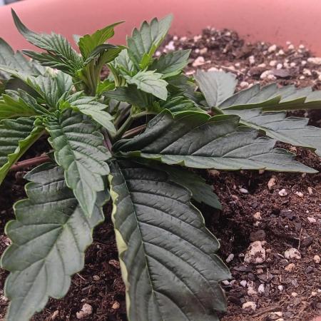 Special Queen 1 Auto & Wedding Cake Auto