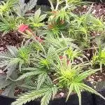 Hempheim Gardens Ill's Bottlecapz Run