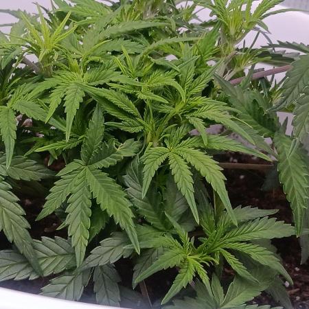 Strawberry Banana Auto By FastBuds