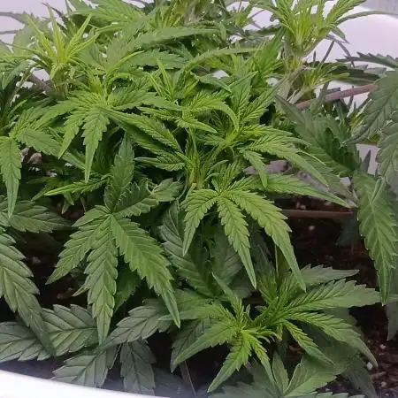 Strawberry Banana Auto By FastBuds