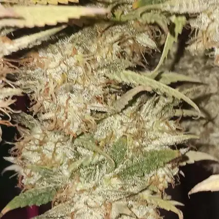 Special Queen 1 Auto & Wedding Cake Auto
