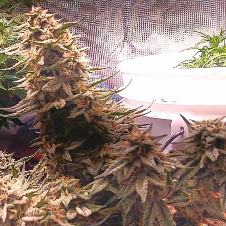 Special Queen 1 Auto & Wedding Cake Auto